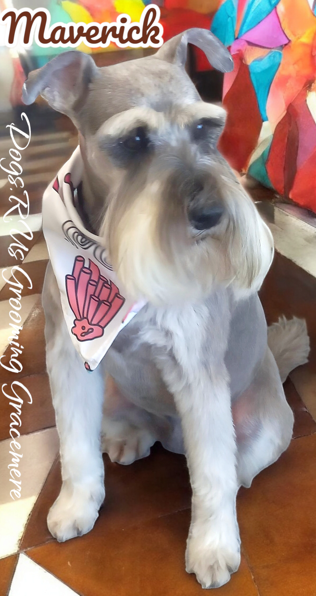 A silver schnauzer freshly clipped and wearing a bandana after a full groom