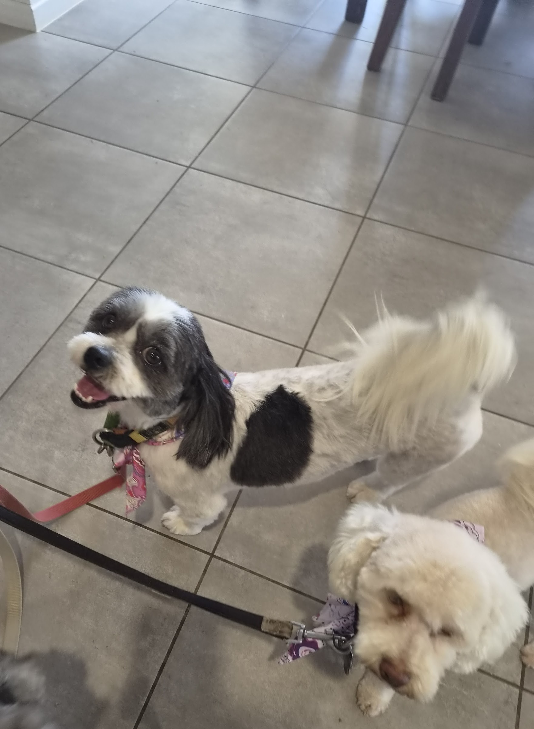 Three freshly groomed small dogs waiting together in the salon