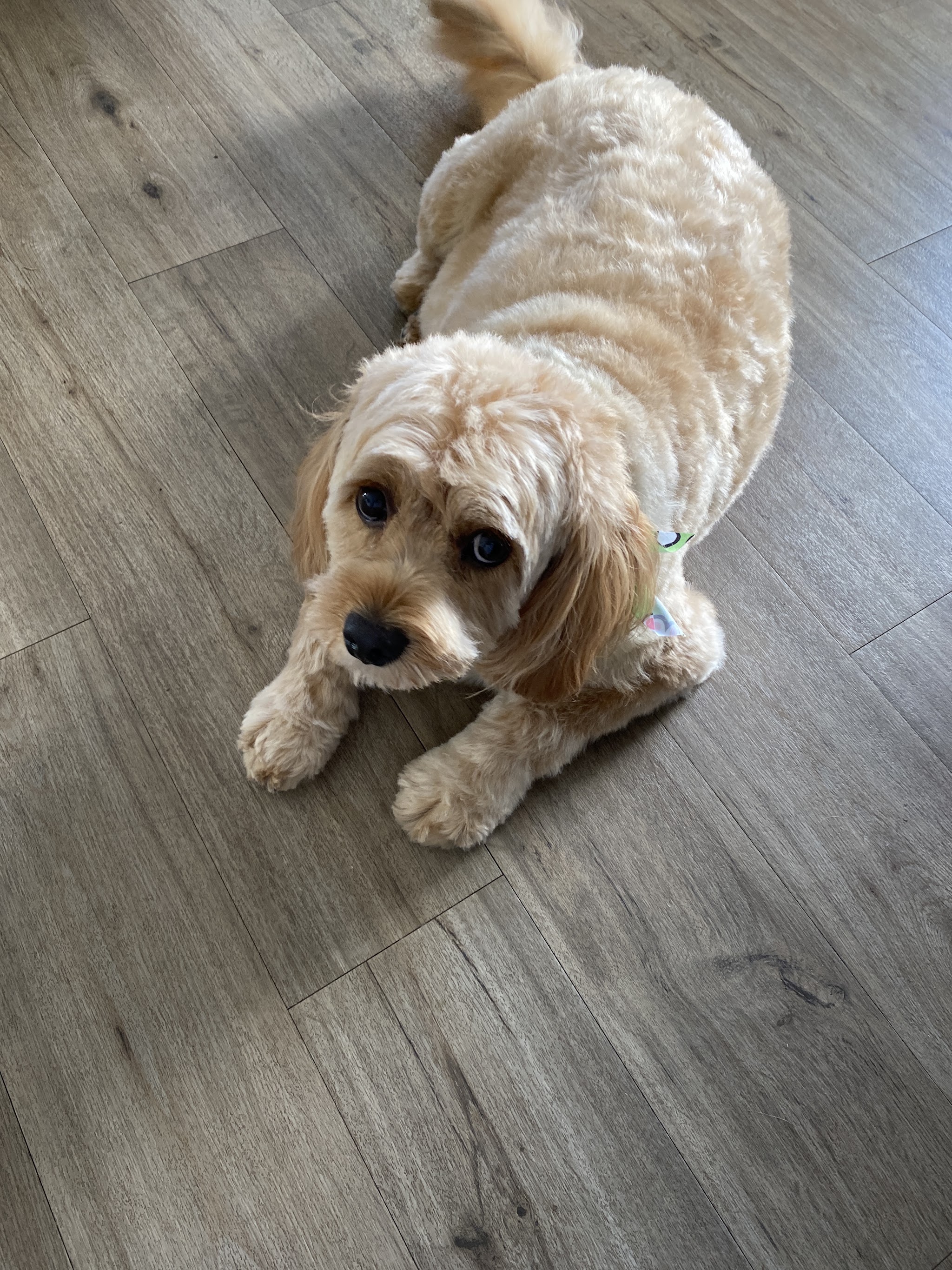 Apricot cavoodle relaxing on the floor after a full groom