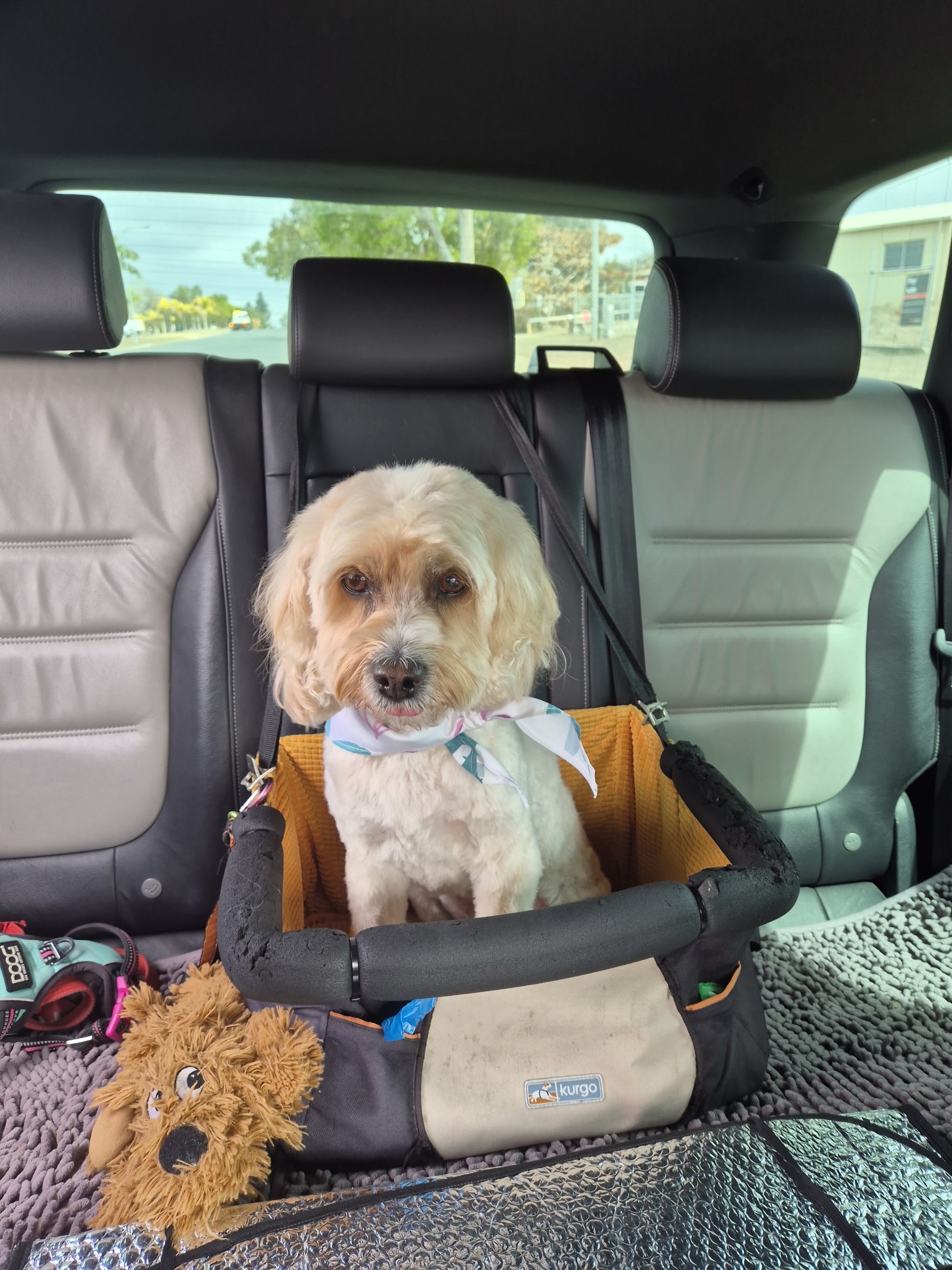 Cream cavoodle in the car with a fresh scarf on, heading home