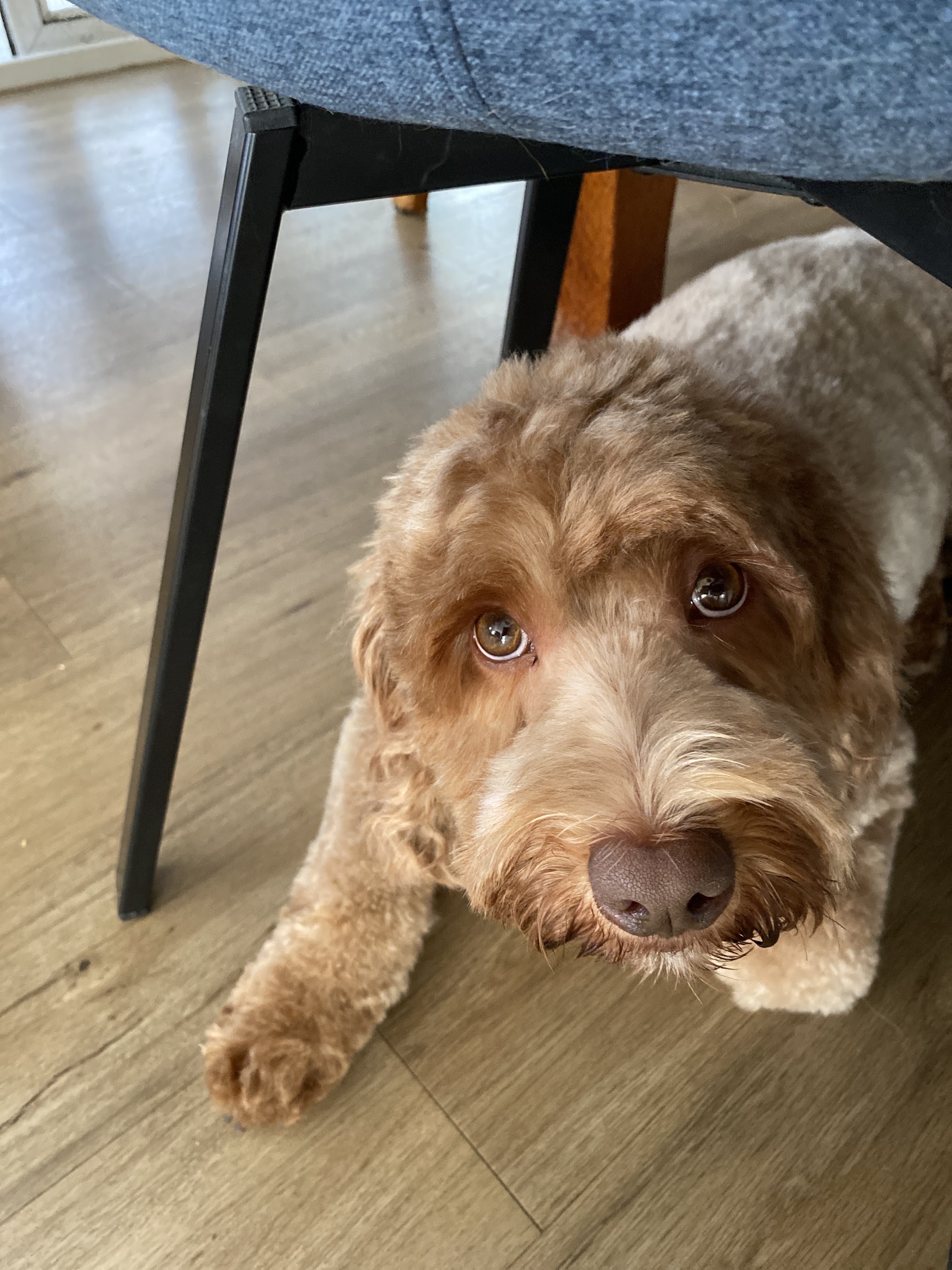 Close up of an apricot labradoodle with a freshly trimmed face