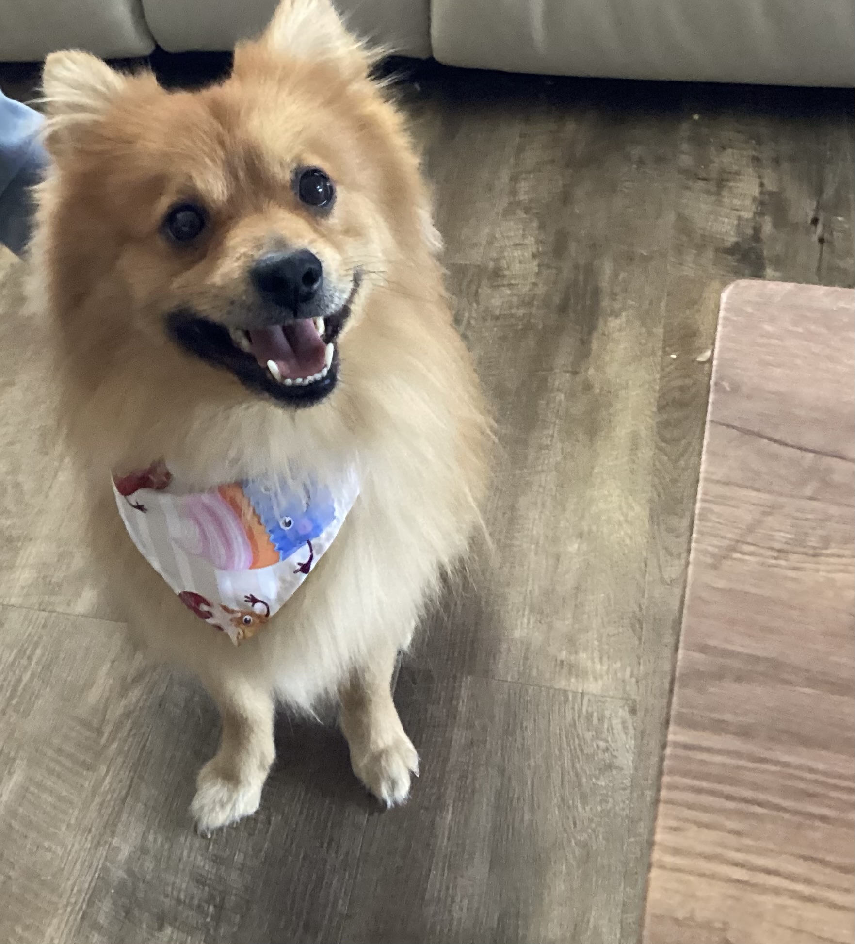 Pomeranian in a bandana grinning after a groom
