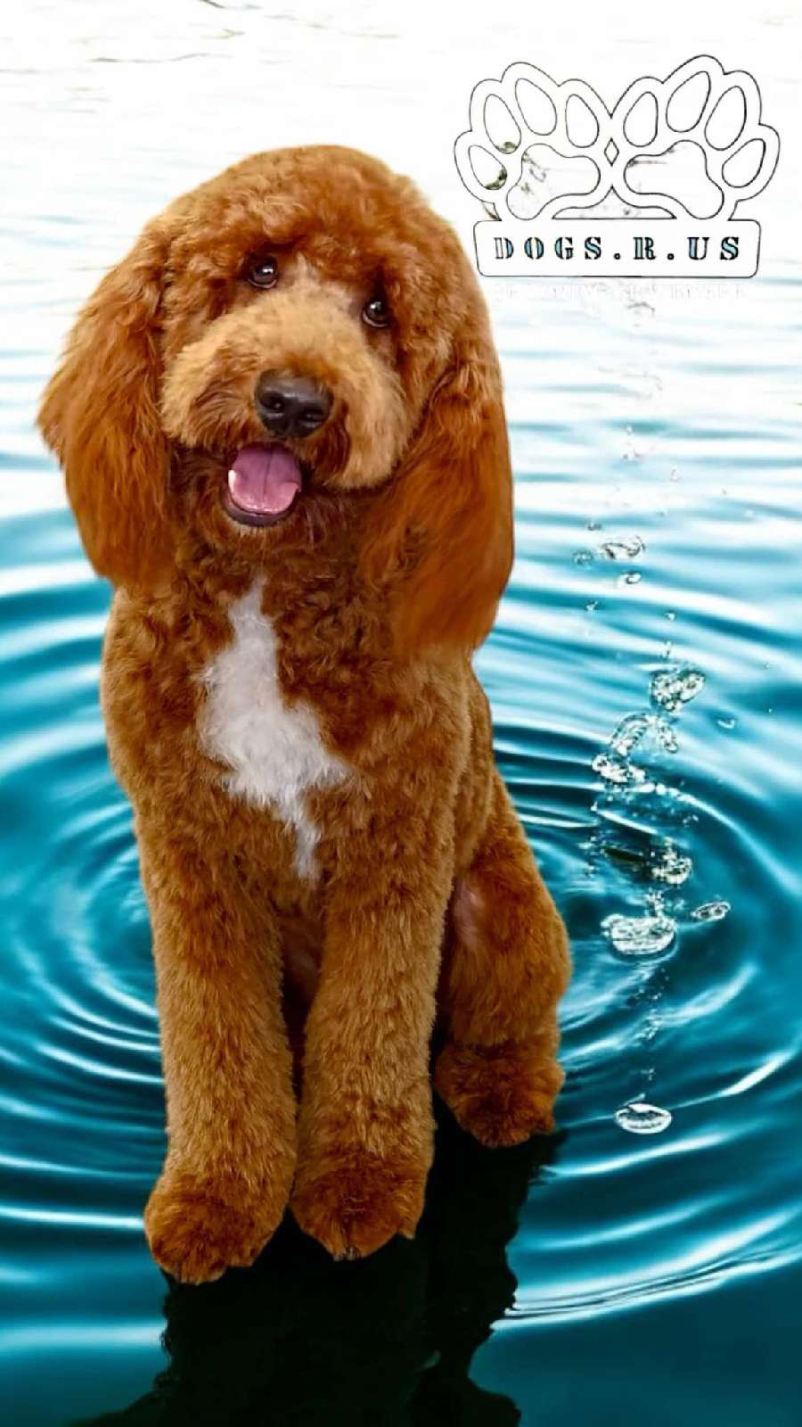 A red groodle sitting proudly after a full groom